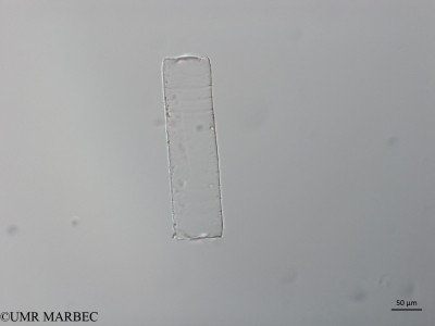 phyto/Brazilian_Nordeste/Seamounts_station60/ABRACOS2 April 2017/Cerataulina sp2 (Snap-481)(copy)_thumb.jpg